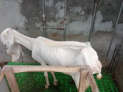 Kajli cross Bhair available read add first