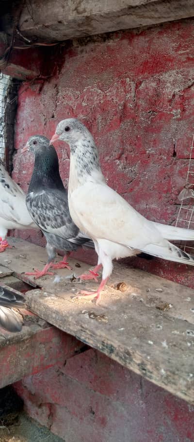 Achi Quality waly Baby Pigeon Available