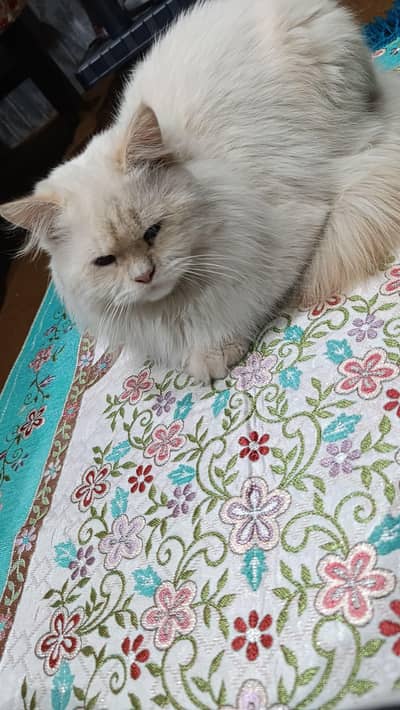 cat for sale