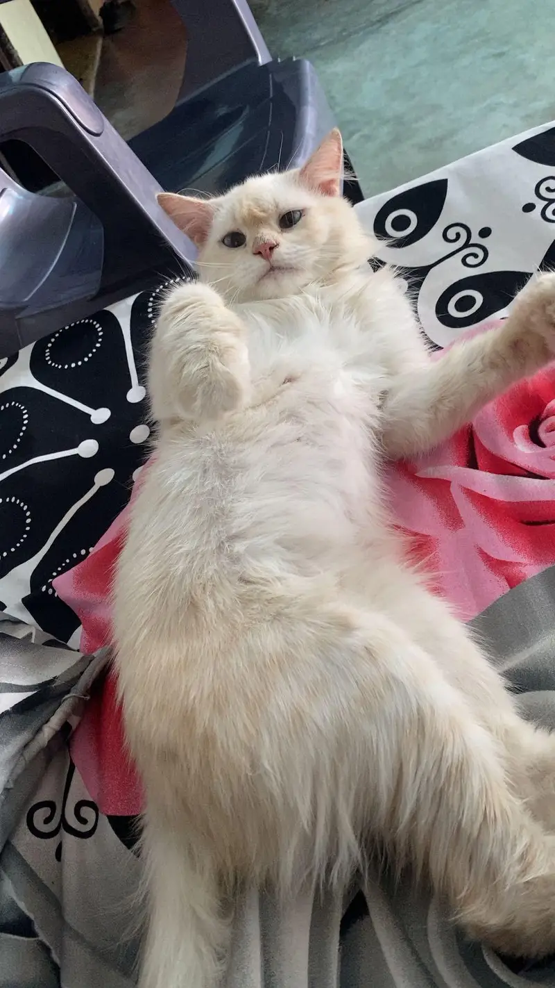 cat for sale — photo 2