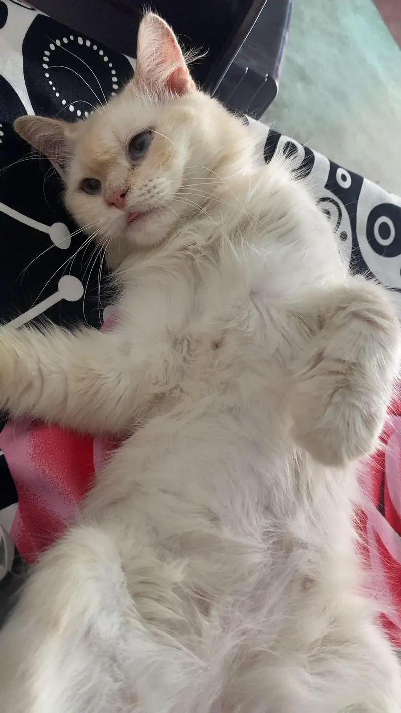 cat for sale — photo 3