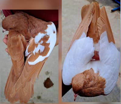 Laal Khal Chap Guldaar (MALE) + Zard Khaal (FEMALE] 03116130712