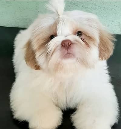Shihtzu puppies 0313*9363417