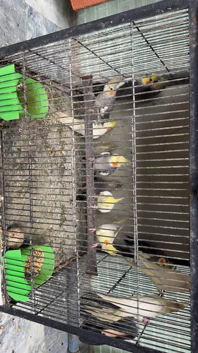 cockatiels for sale