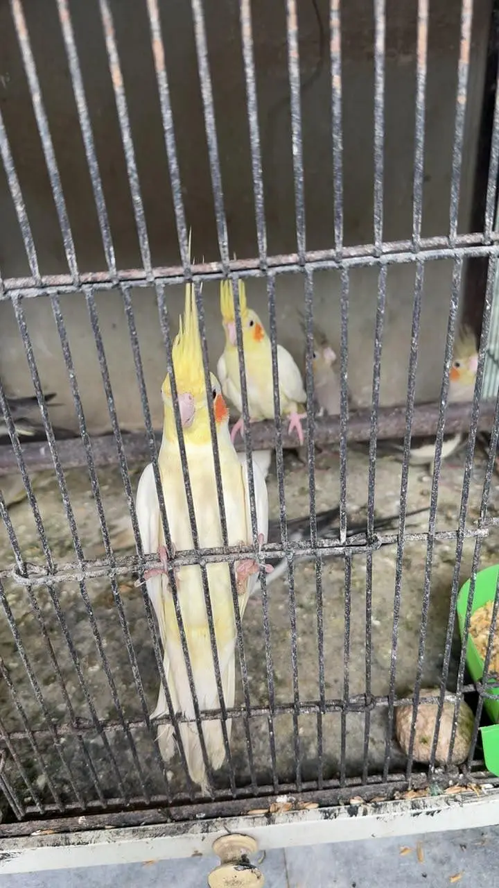 cockatiels for sale — photo 2