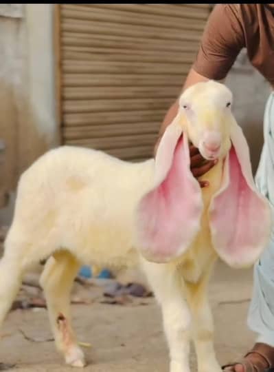pawar kajla Sargodha ka