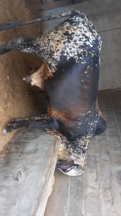MashaAllah Beautiful Pair of Calves for Sale