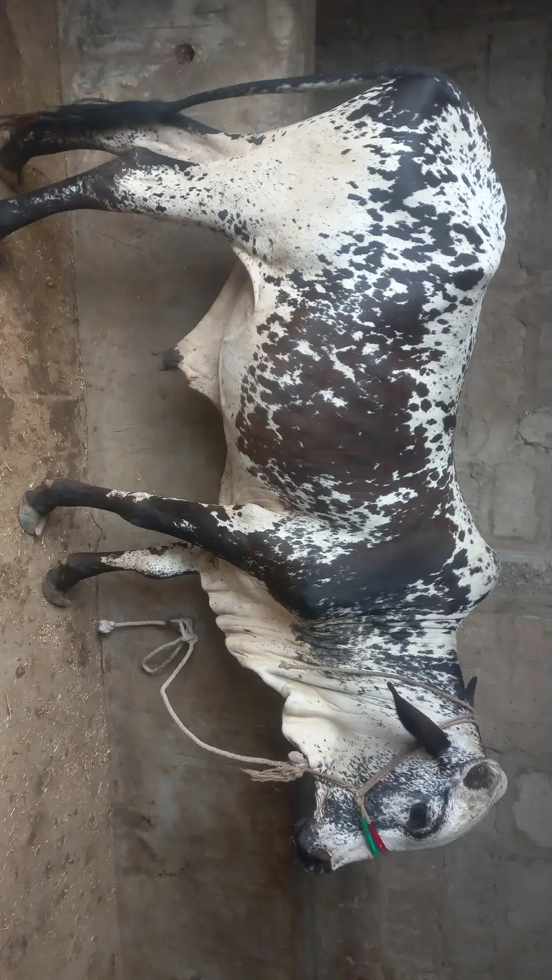 MashaAllah Beautiful Pair of Calves for Sale — photo 2