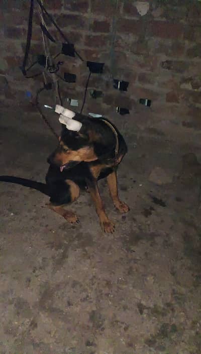 Labrador Male and female, single dog, for Sale