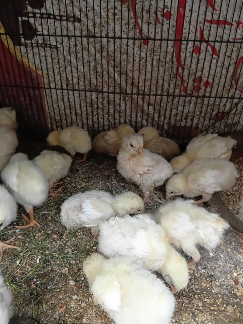 good hen 0