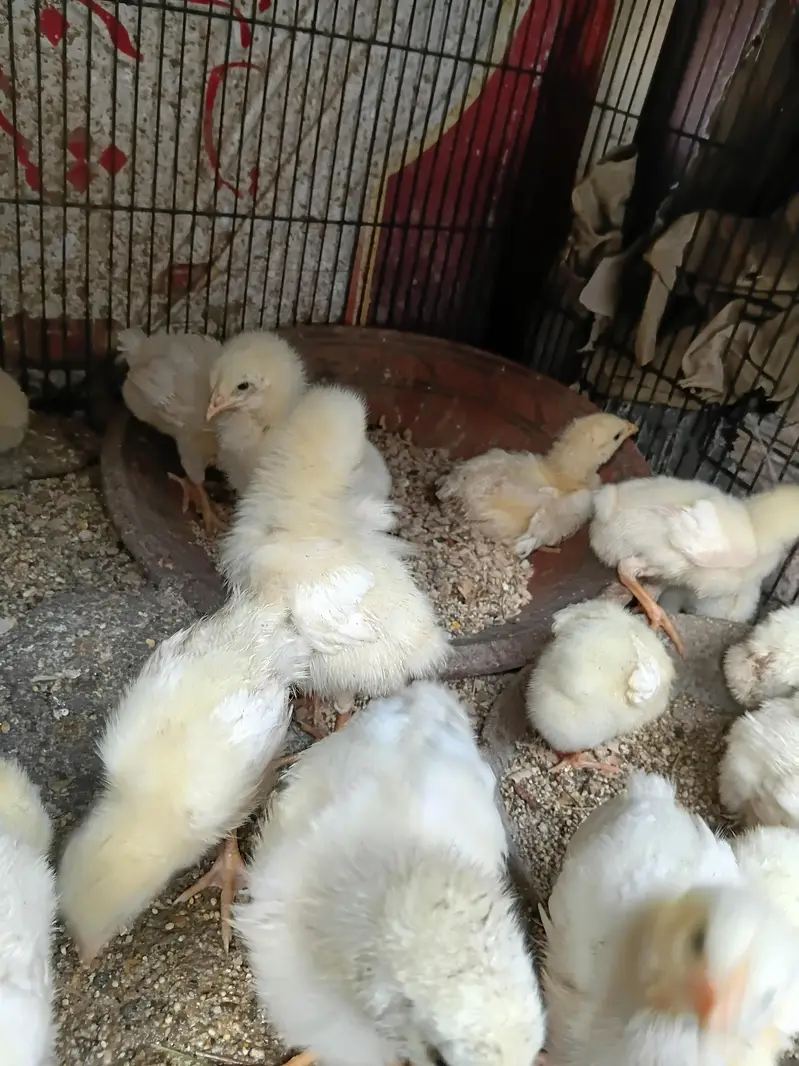 good hen — photo 2