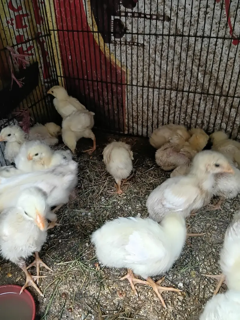 good hen — photo 3