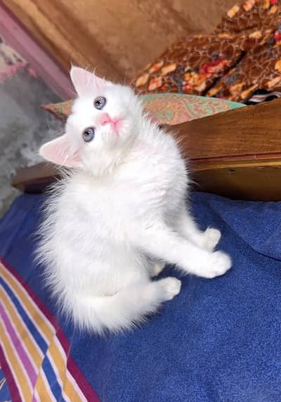 Pure Persian doll face kitten