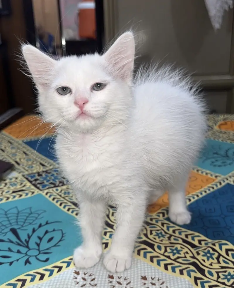 Pure Persian doll face kitten — photo 2