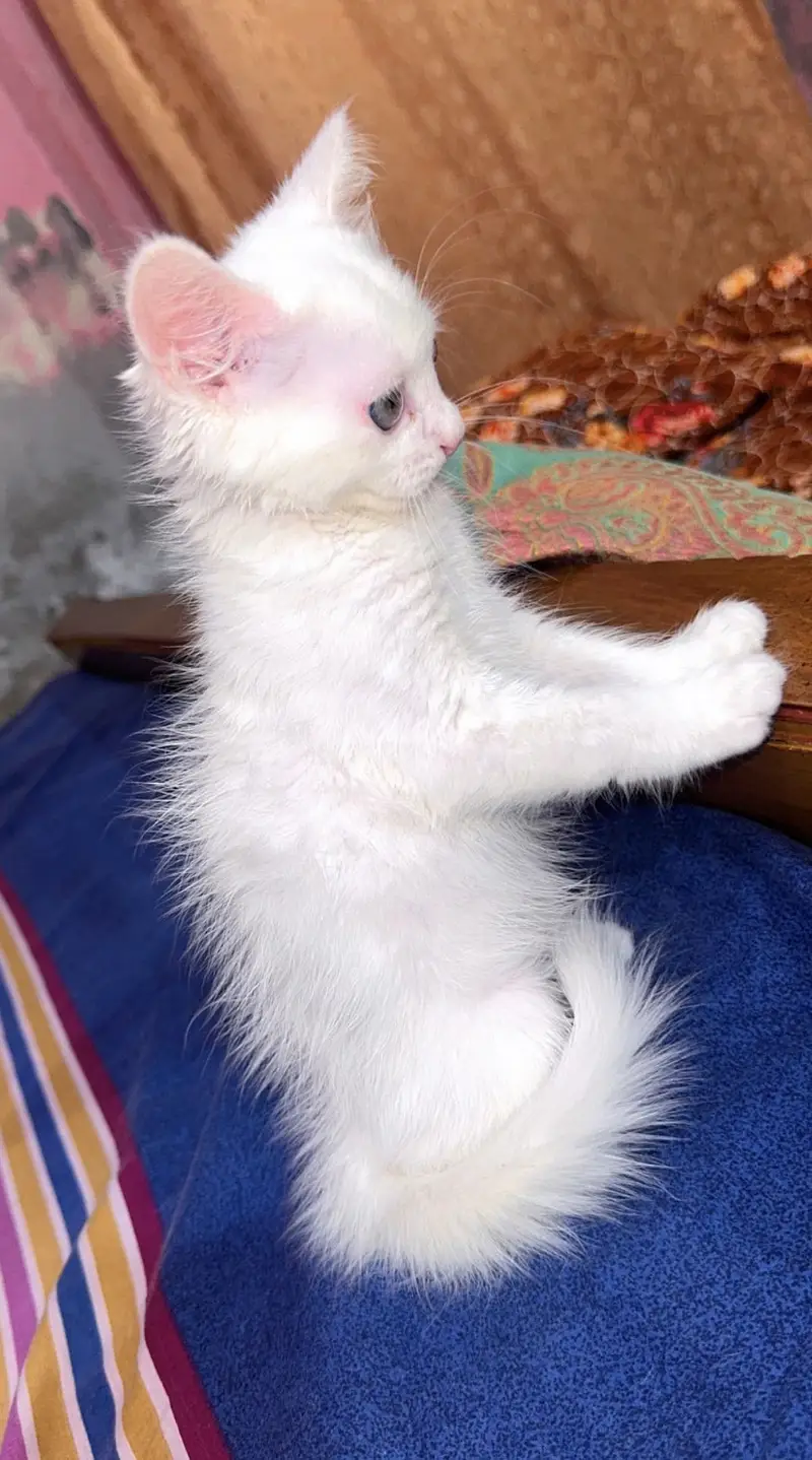 Pure Persian doll face kitten — photo 3