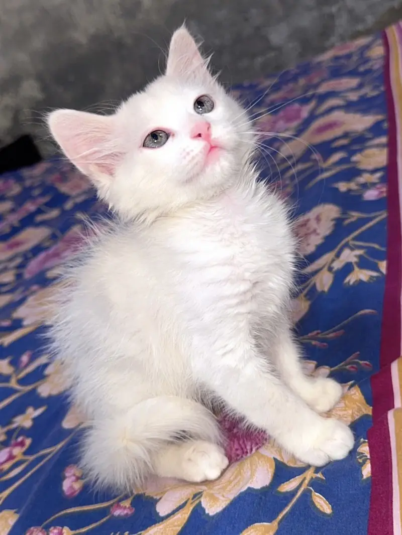 Pure Persian doll face kitten — photo 4