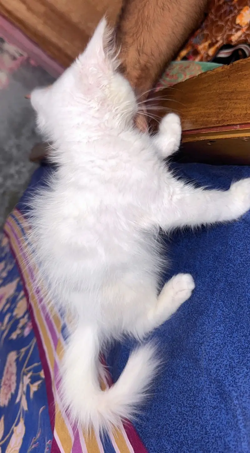Pure Persian doll face kitten — photo 5