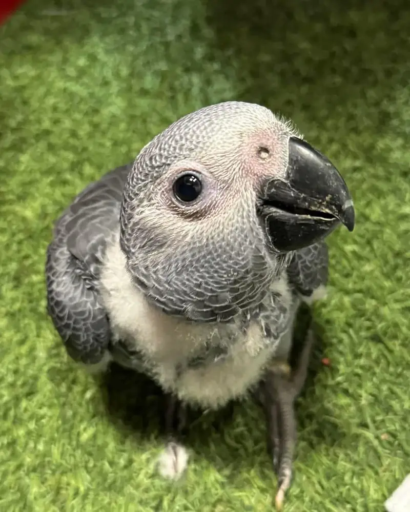 African grey parrot chicks for sale 0330=7629=890 — photo 2