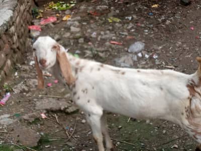 Beautiful Bakra For sale.