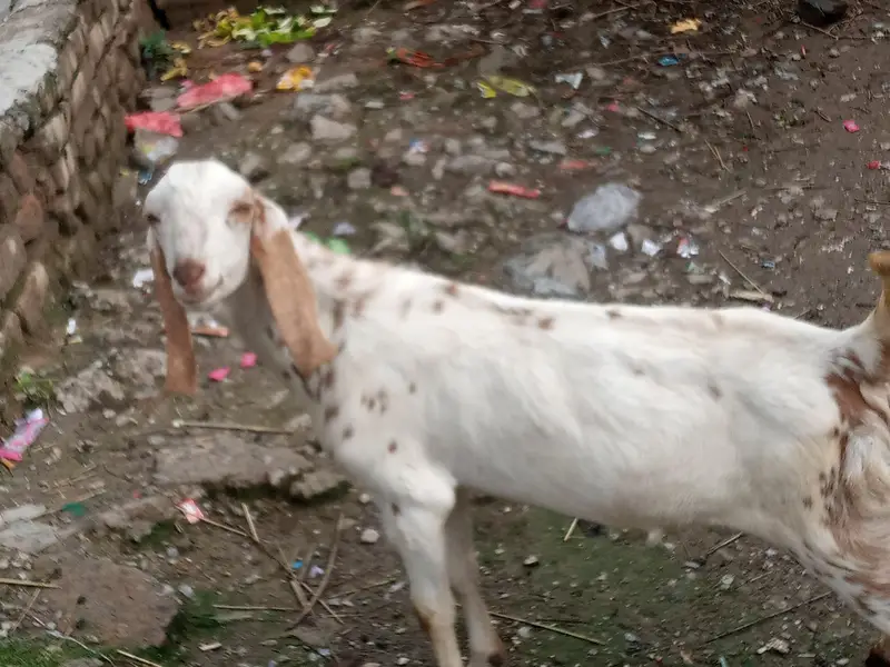 Beautiful Bakra For sale.