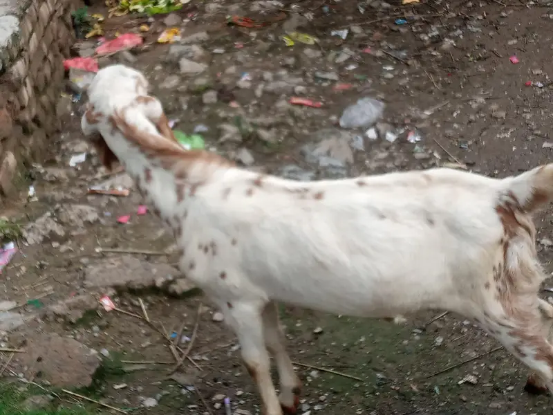 Beautiful Bakra For sale. — photo 2
