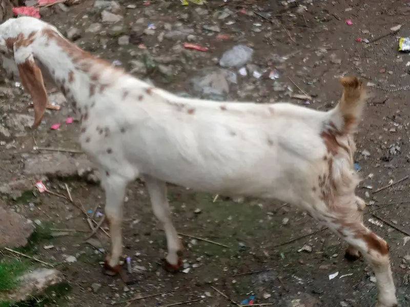 Beautiful Bakra For sale. — photo 3