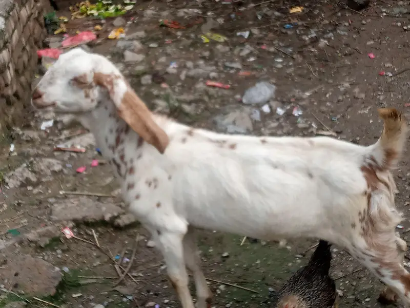 Beautiful Bakra For sale. — photo 4