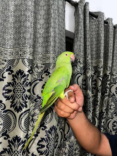 Green Ringnack self chick