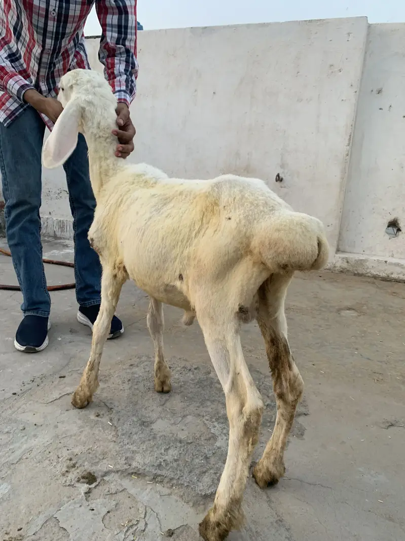 Pure Talakand Dumba — photo 2