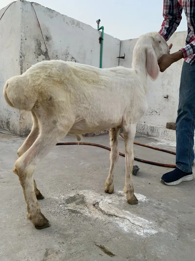 Pure Talakand Dumba — photo 3