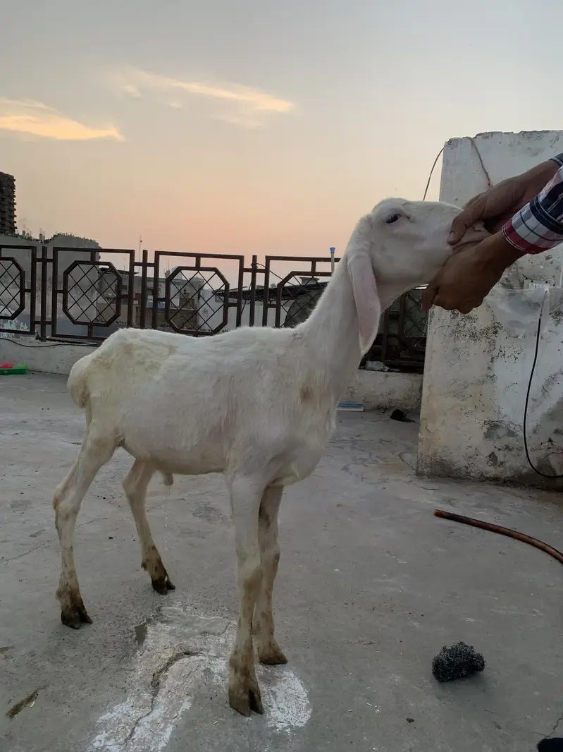 Pure Talakand Dumba — photo 4
