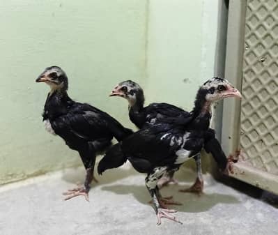 mushka chicks for sale