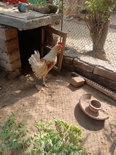 desimurga aur mishri morbi tandurust good condition