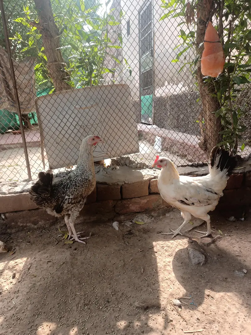 desimurga aur mishri morbi tandurust good condition — photo 2