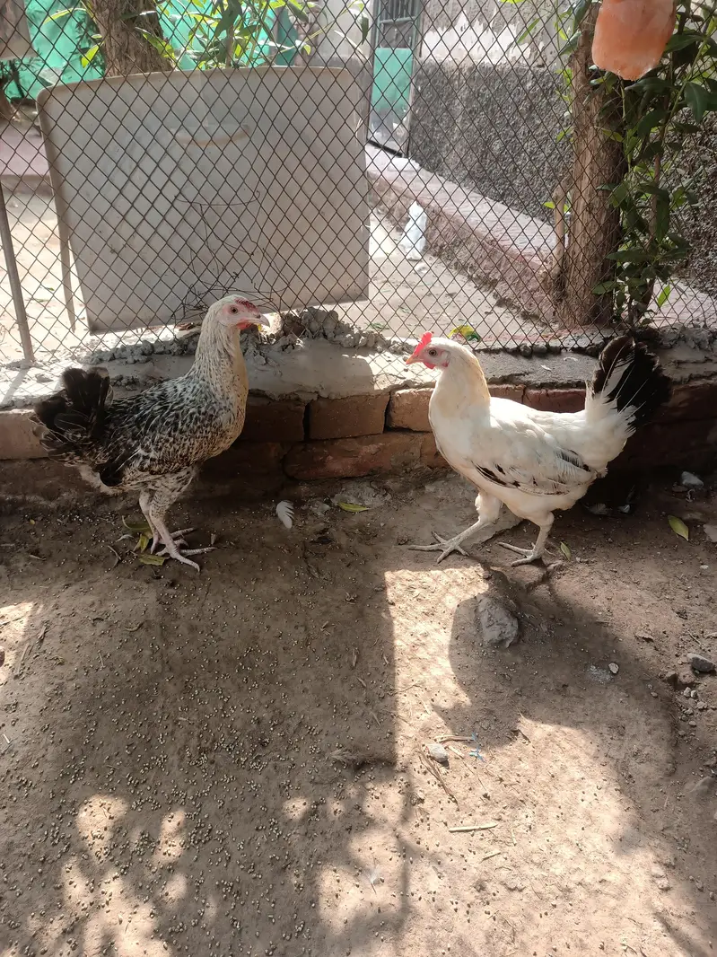 desimurga aur mishri morbi tandurust good condition — photo 3