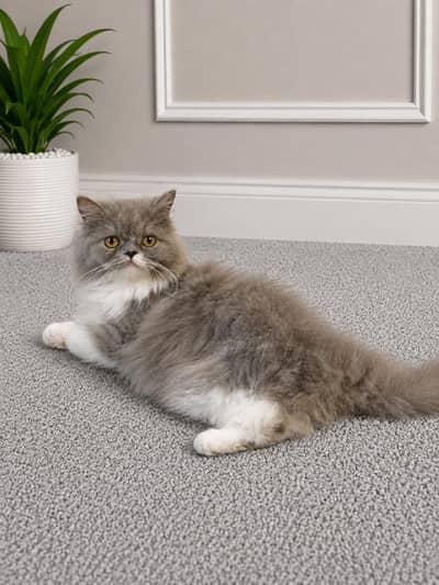 Punch face near to piki long hair tripple coat male and female