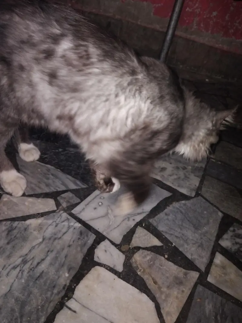 Maine Coon — photo 2