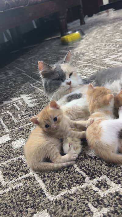 Persian kittens
