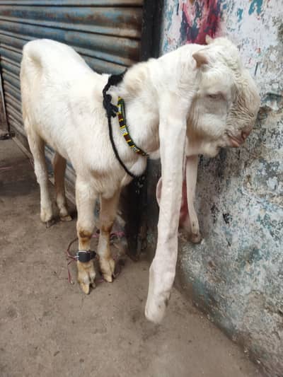 ghulabi bakry for sale . in 4 month .