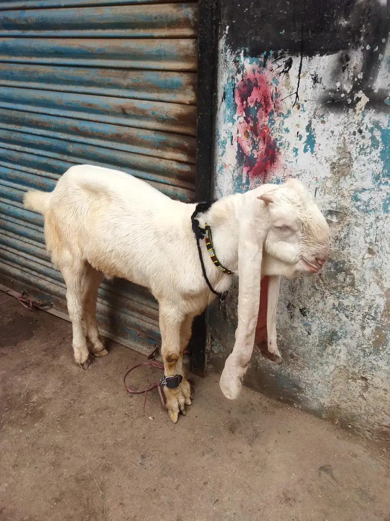 ghulabi bakry for sale . in 4 month . — photo 3