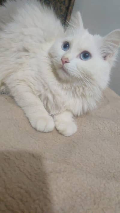 Persian cat