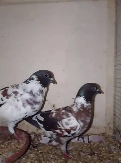 Pure Breed Fancy Pigeons Available