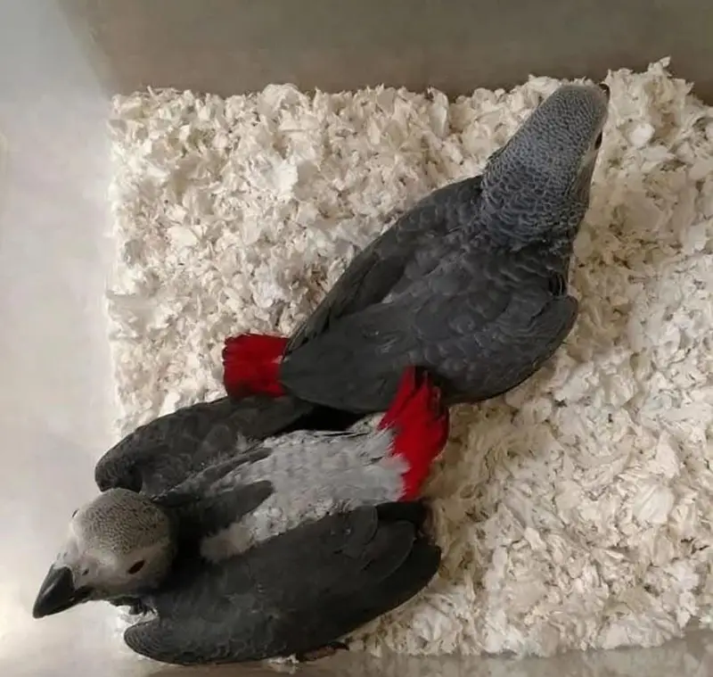 African grey parrot checks for sale Whatsapp number 0328-29940-41. . ? — photo 2