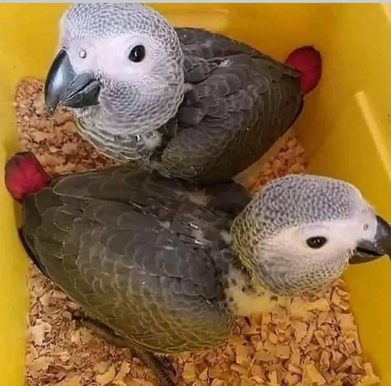 African grey parrot checks for sale Whatsapp number 0328-29940-41. . ? — photo 3