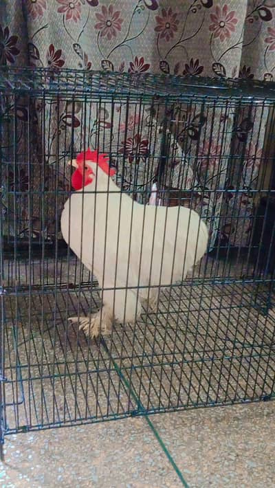 Male Bantam