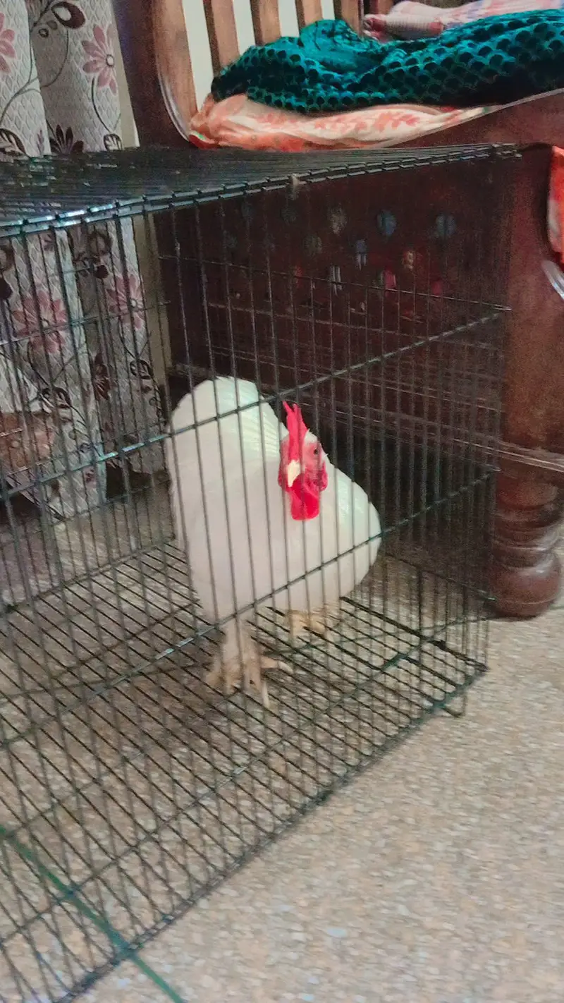 Male Bantam — photo 2
