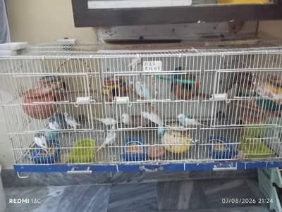 budgies set with cage