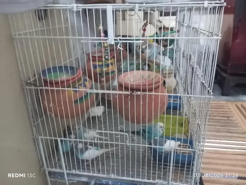 budgies set with cage — photo 2