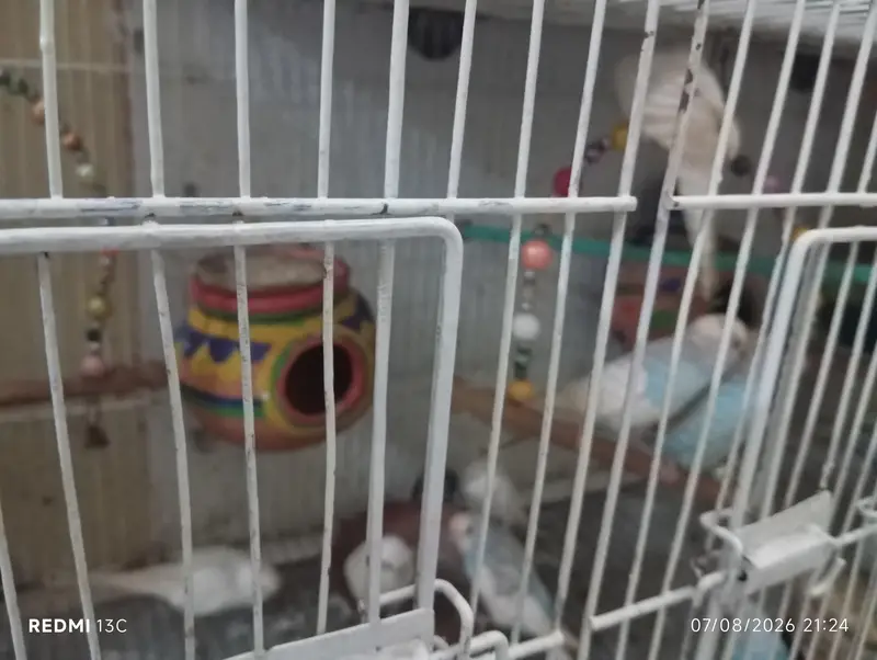 budgies set with cage — photo 3