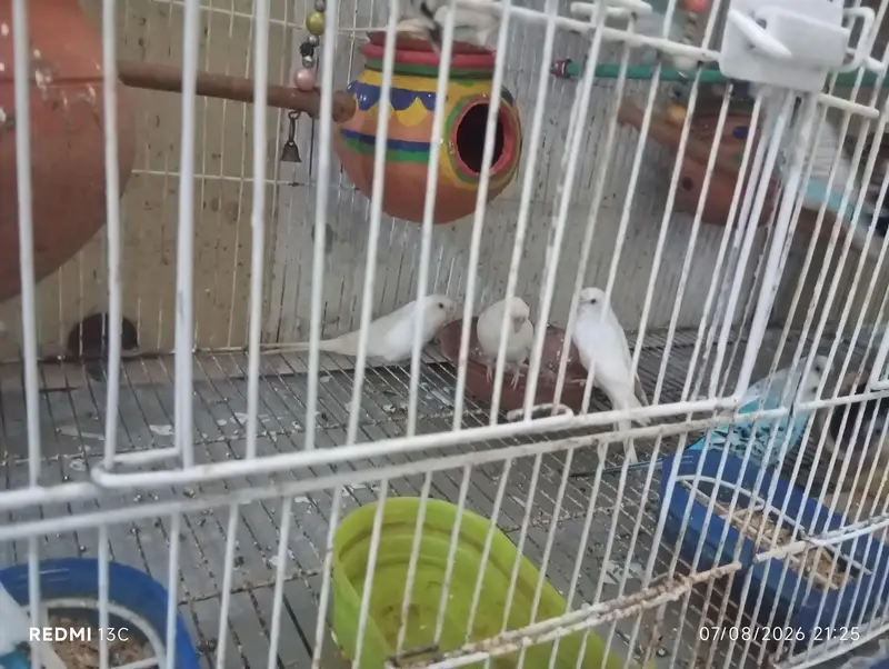 budgies set with cage — photo 4